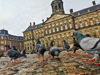 Pigeons on a building