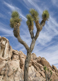 Low angle view of succulent plant against sky