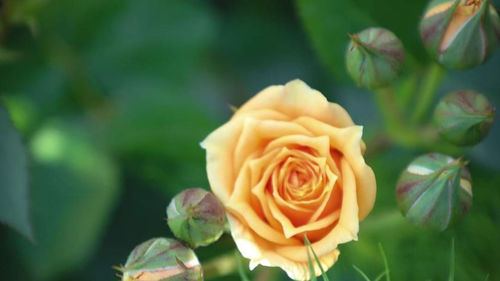 Close-up of rose roses