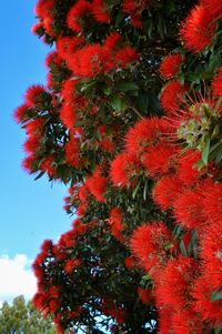 Low angle view of red flowers