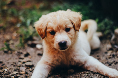 Portrait of puppy on field