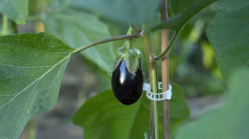 Eggplant in greenhouse with greenhouse effect. aubergine vegetable is grown in a greenhouse.