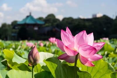 Pink lotus and leaves growing in pond