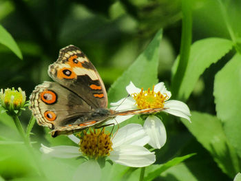 Close-up of butterfly pollinating on flower