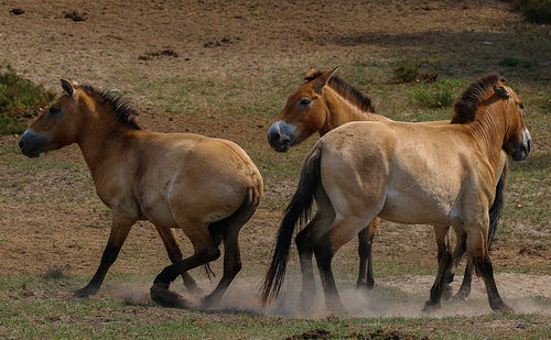 Horses in the field