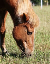 Close-up of a horse grazing in field