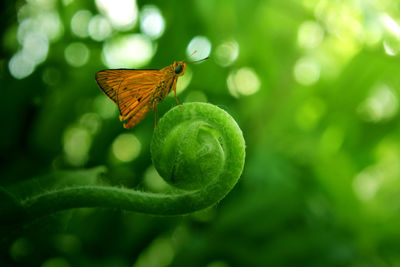 Close-up of butterfly on flower