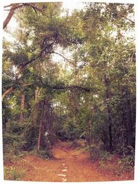 Footpath passing through forest