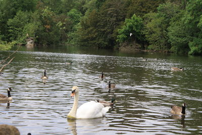 Swans swimming in lake