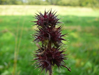 Close-up of thistle flowers