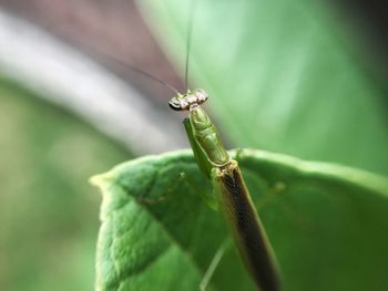 Close-up of insect on leaf