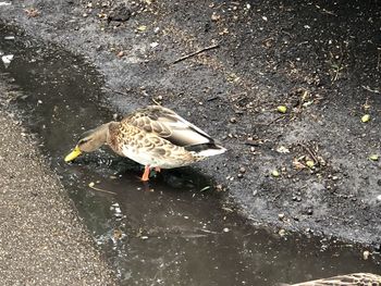 High angle view of bird perching on a lake