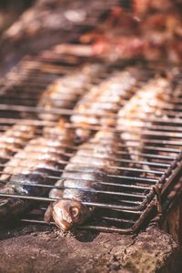 Close-up of crab on barbecue grill