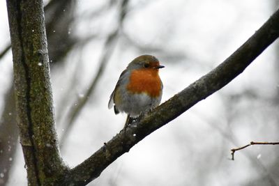 Close-up of bird perching on branch