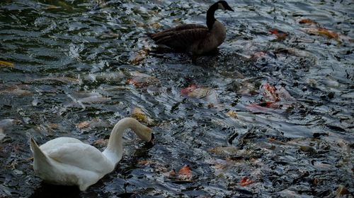 High angle view of ducks in lake