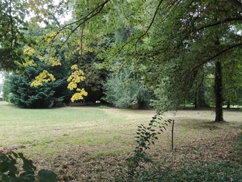 Trees and plants on landscape