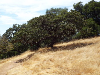 Trees on field against sky