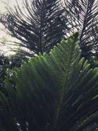 Close-up of pine tree in forest