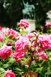 Close-up of pink flowers blooming outdoors