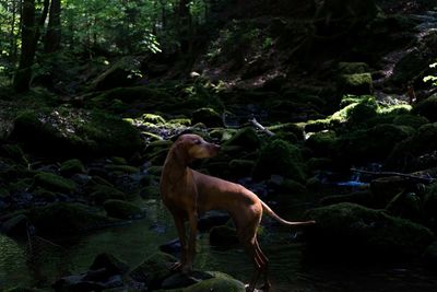 View of dog on rock in forest