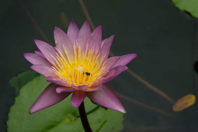 Lotus water lily