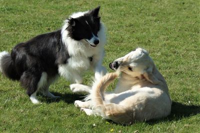 Two dogs playing on field
