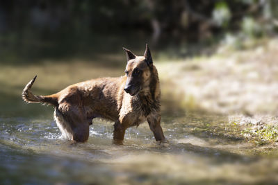 Dog in river