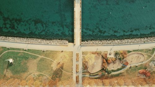 High angle view of bees on land