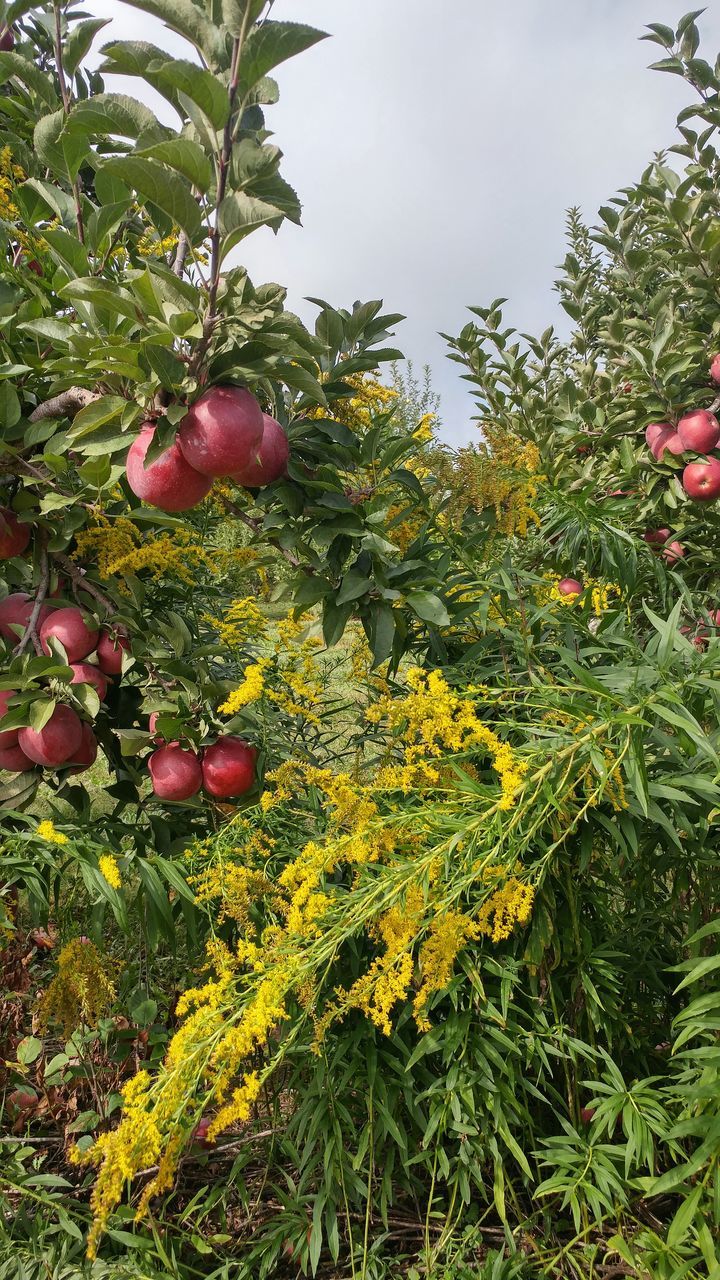 VIEW OF FLOWER TREE IN GARDEN