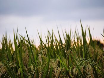 Close-up of wheat field against sky