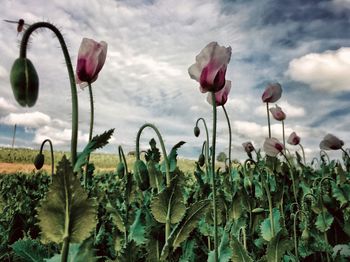Close-up of flowers blooming in field