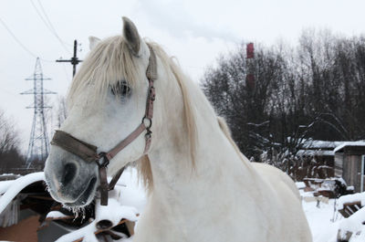 Horse cart in snow