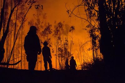 Low angle view of silhouette firefighters and trees during forest fire