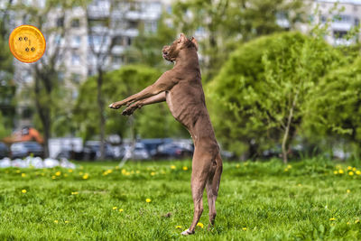 Full length of a horse jumping