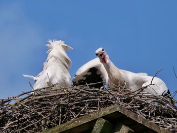 Low angle view of birds perching on nest against sky