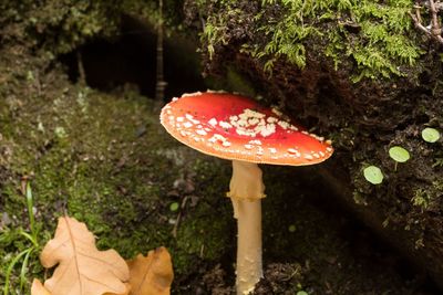 Close-up of fly agaric mushroom