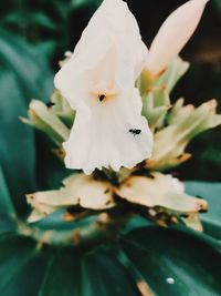 Close-up of white flowering plant