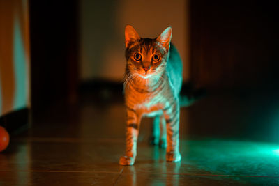 Portrait of cat on hardwood floor