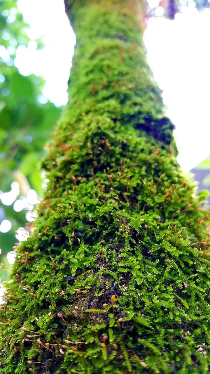 LOW ANGLE VIEW OF TREES GROWING IN FOREST