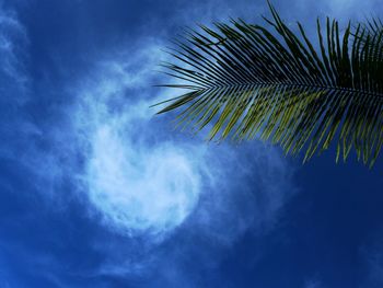 Low angle view of palm tree against blue sky