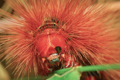 Close-up of insect on red flower