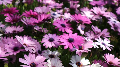 Close-up of pink flowers blooming outdoors