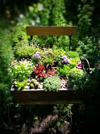 Close-up of plants