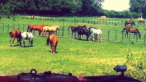 Horses grazing on grassy field