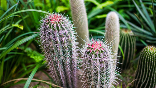 Close-up of cactus plant growing on field