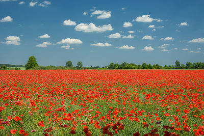 Scenic view of flowering plants on field against sky