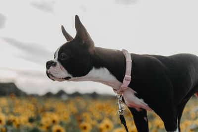 Close-up of a dog looking away