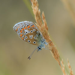 Close-up of butterfly on plant