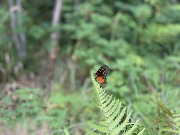 Close-up of butterfly on leaf