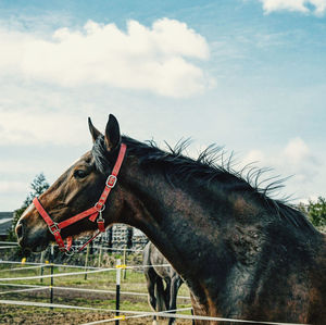 Horse standing in ranch against sky